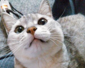 猫 らら