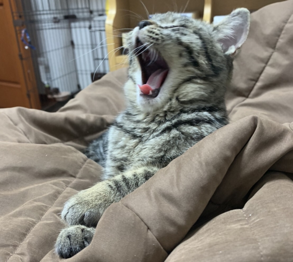 猫や犬、ペットの病気のリスクを事前に知る