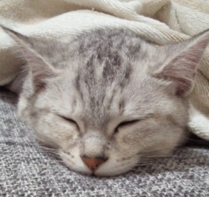 猫や犬、ペットの病気のリスクを事前に知る