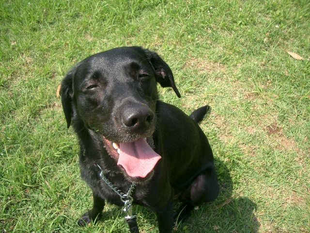 猫や犬、ペットの病気のリスクを事前に知る