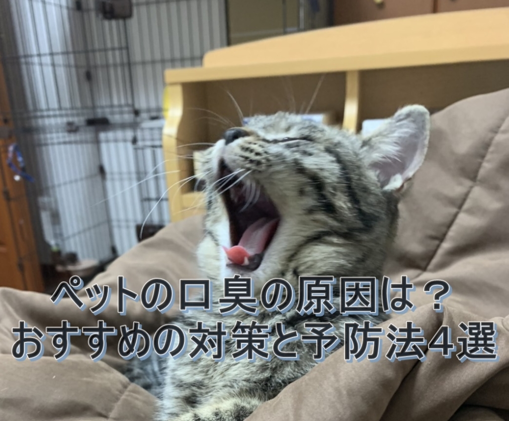 ペットの口臭の原因は？おすすめの対策と予防法４選
