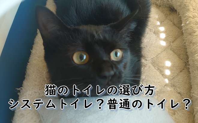 猫のトイレの選び方。システムトイレか普通のトイレか