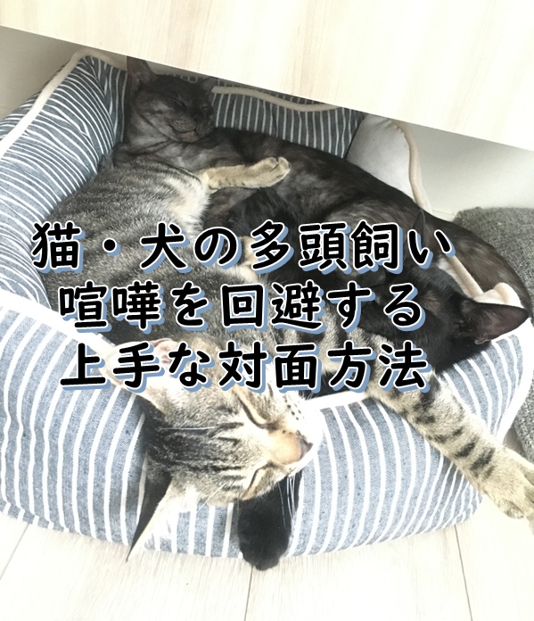 猫犬・多頭飼いの上手な対面方法