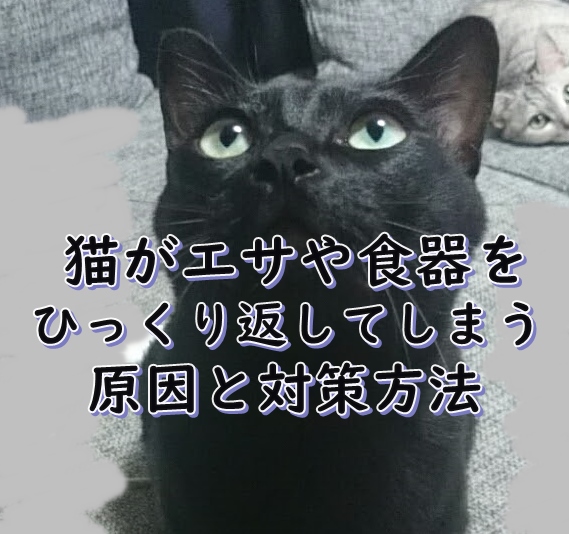 猫がエサや食器をひっくり返してしまう原因と対策方法
